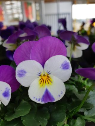 Fleuriste Les Jardins du Pflixbourg 0