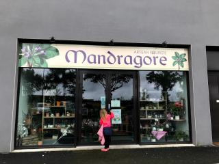 Fleuriste MANDRAGORE 0