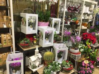 Fleuriste Nénuphars 0