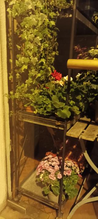 Fleuriste Nicolas Fleurs et Jardins 2