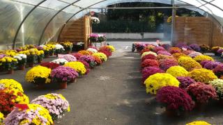 Fleuriste FLEURS LAPUYADE 1