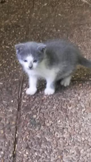 Fleuriste FLEURS LAPUYADE 0