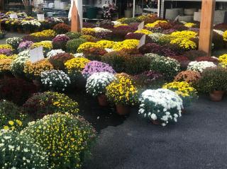 Fleuriste Jardinerie Coulange 0