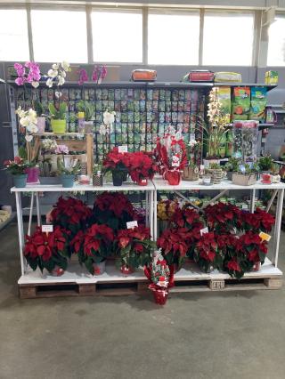 Fleuriste Jardinerie Coulange 0