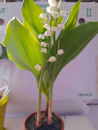 Fleuriste À l'Hermine Fleurie 0