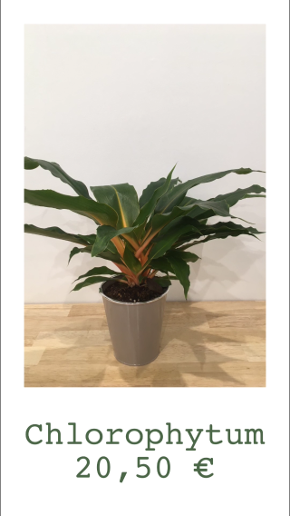 Fleuriste Pimprenelle - Jardinerie Urbaine 2