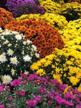 Fleuriste JOUBERT Fleurs 0