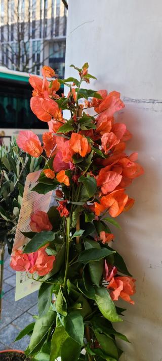 Fleuriste Monceau Fleurs 2