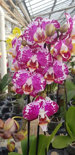 Fleuriste Serre de Winter 1