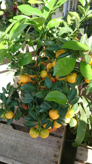 Fleuriste Monceau Fleurs 0