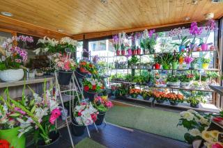 Fleuriste Capucine Jasmin Fleurs. 0