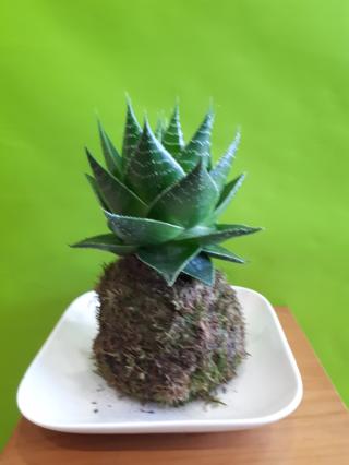 Fleuriste Joie des Fleurs 0