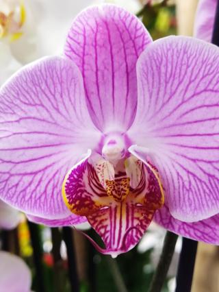 Fleuriste Ambiance florale Blois & Fleur Drive Blois 0