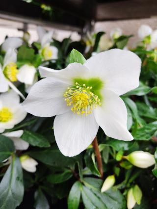 Fleuriste Ambiance florale Blois & Fleur Drive Blois 0