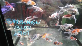 Fleuriste Côté Jardin 0