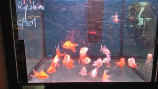 Fleuriste Côté Jardin 0