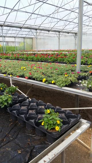 Fleuriste Fleurs du Mesnil SARL 2