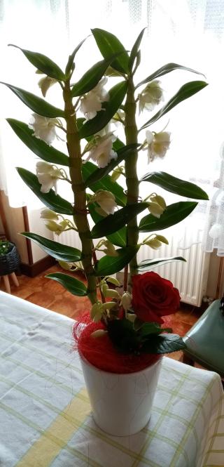 Fleuriste FLEURS ANATOLE 0