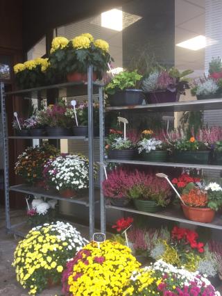 Fleuriste Dany fleurs Gotte Carole 0