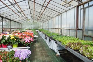 Fleuriste Les Serres de Saint Lyé 2