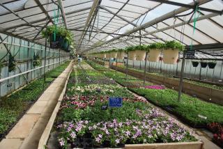 Fleuriste Les Serres de Saint Lyé 0