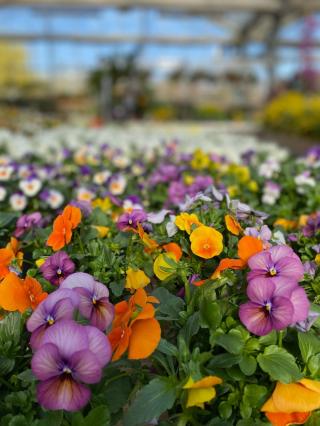 Fleuriste Truffaut - Les Jardins d'Emilie 2
