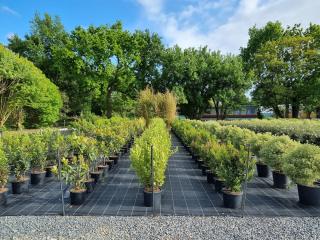 Fleuriste Pepinieres Du Littoral 0
