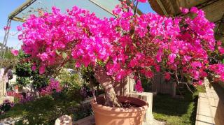 Fleuriste Ets Amarger-Arguel 0