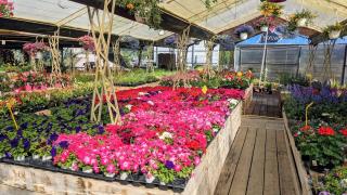 Fleuriste Ets Amarger-Arguel 0