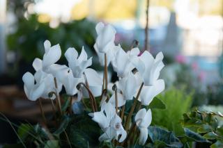 Fleuriste Parce Que C'est Toi - Artisan Fleuriste 0