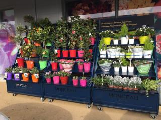 Fleuriste Monceau Fleurs FDG 0