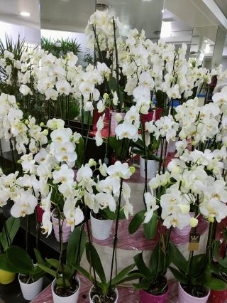 Fleuriste Marceau Fleurs 2