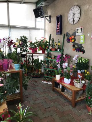 Fleuriste Central Jardin 1