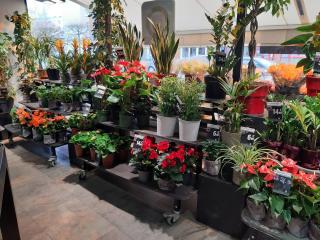 Fleuriste Fleurs Ô Naturel 0