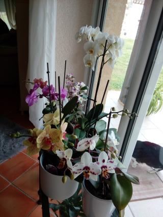 Fleuriste Libos Fleurs Sarl 0