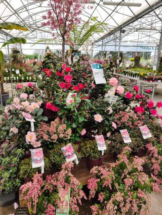 Fleuriste Truffaut 2