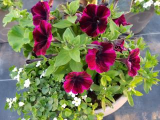 Fleuriste Jardinerie André 0