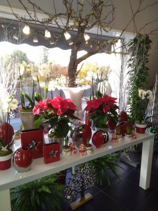 Fleuriste Chlorophylle / Tavernier Isabelle 0