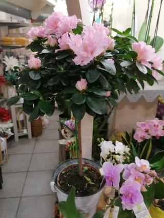 Fleuriste Florence Fleurs 2