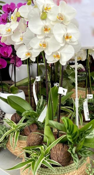 Fleuriste Truffaut 0