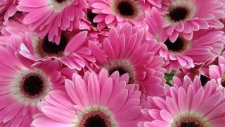 Fleuriste FLEURS DU TEMPS 0