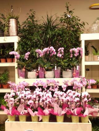 Fleuriste Orange et Vert 0