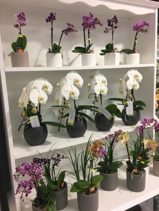 Fleuriste La Fontaine Fleurie 0