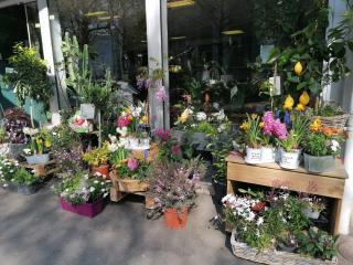 Fleuriste Menthe Poivrée 0