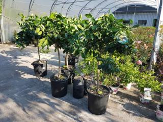 Fleuriste Jardinerie La Main Verte 0