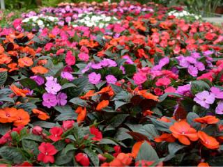 Fleuriste Sarl les 15 Sillons 0