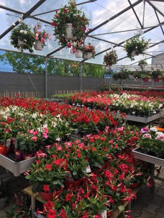 Fleuriste Fleurs D'Alain 0