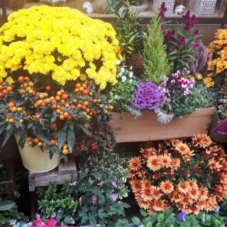 Fleuriste Lydie Fleuriste 0