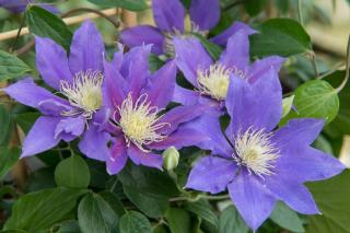 Fleuriste botanic Pépinière de Bavent - Louvigny 1