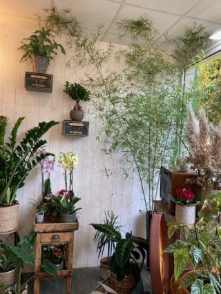 Fleuriste Anémone 0